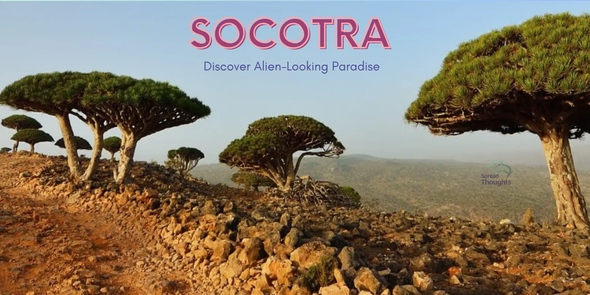 Socotra Island Yemen: Discover Alien-Looking Paradise