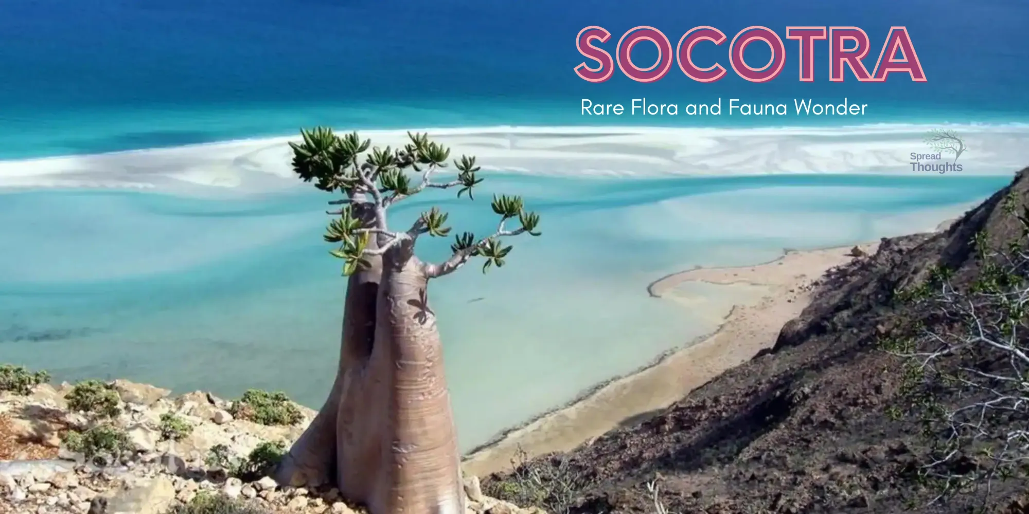 Socotra Yemen: A Complete Rare Flora and Fauna Wonder